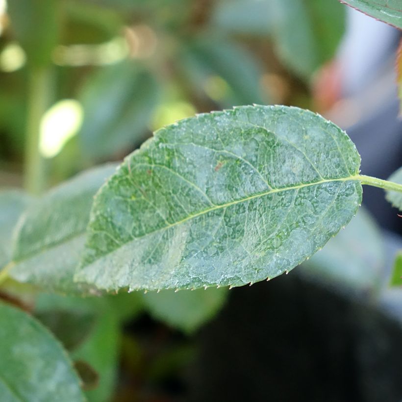 Rosier paysager Street Colors Moulin Rouge Meitralight (Foliage)