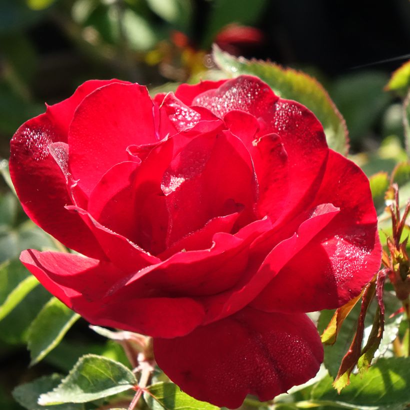 Rosier paysager Street Colors Moulin Rouge Meitralight (Flowering)