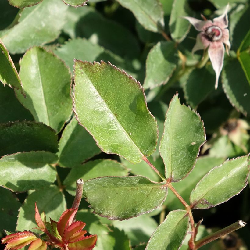 Rosier paysager Street Colors Rêve de Paris Meilowmye (Foliage)