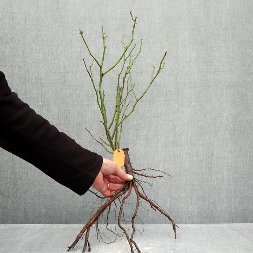 Spécimen de Rosier polyantha Mona Lisa  Racines nues tel que livré en hiver