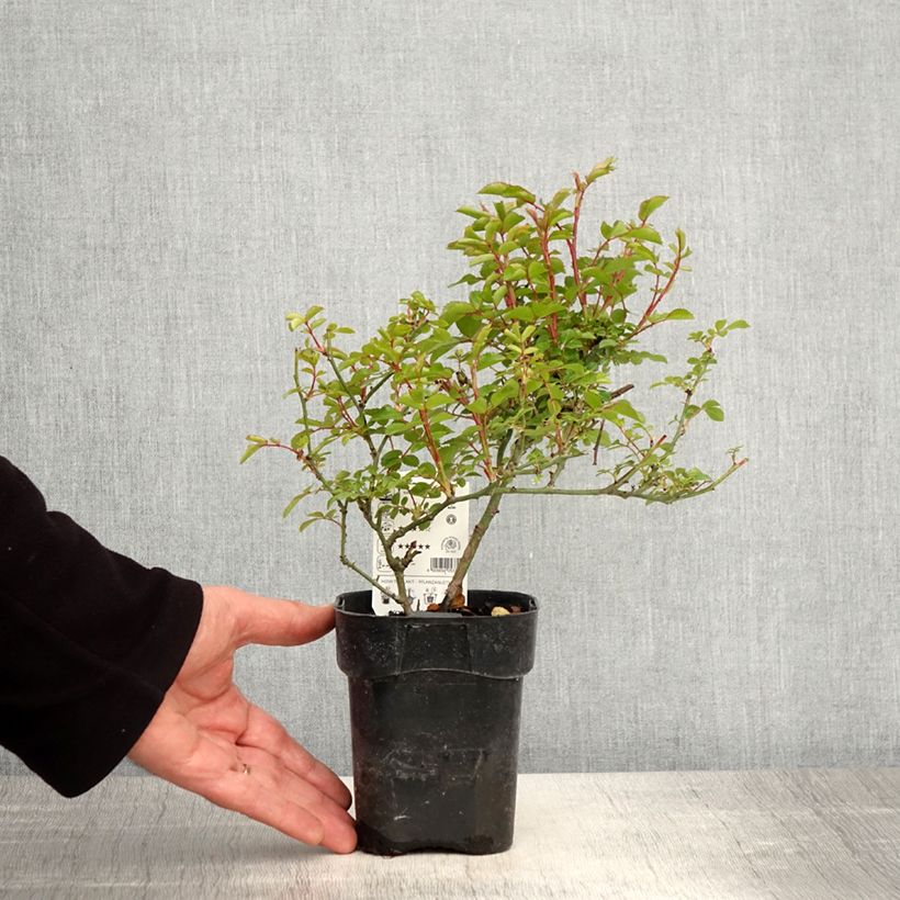 Example of Rosier Rigo Innocencia Pot de 10 cm/11cm, Issu de bouture as you get in printemps