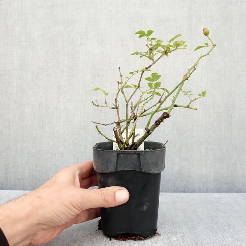 Spécimen de Rosier Rigo Innocencia Pot de 10 cm/11cm, Issu de bouture tel que livré en automne