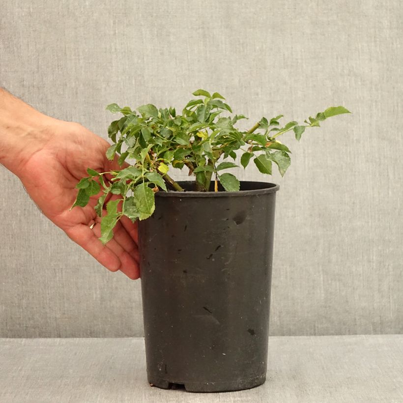 Spécimen de Rosier Rigo Solero  Pot de 3L/4L tel que livré en été