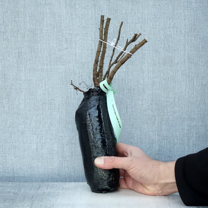 Example of Rosier rugosa Blanc double de Coubert Racines nues en motte, Qualité 2 branches as you get in hiver