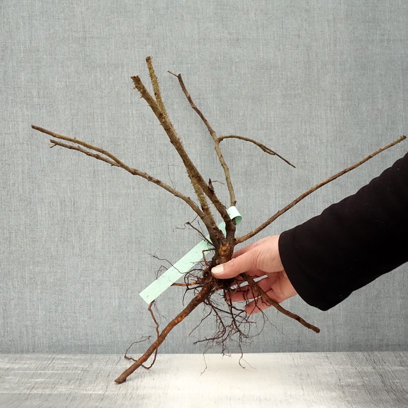 Example of Rosier rugosa Blanc double de Coubert Racines nues as you get in hiver