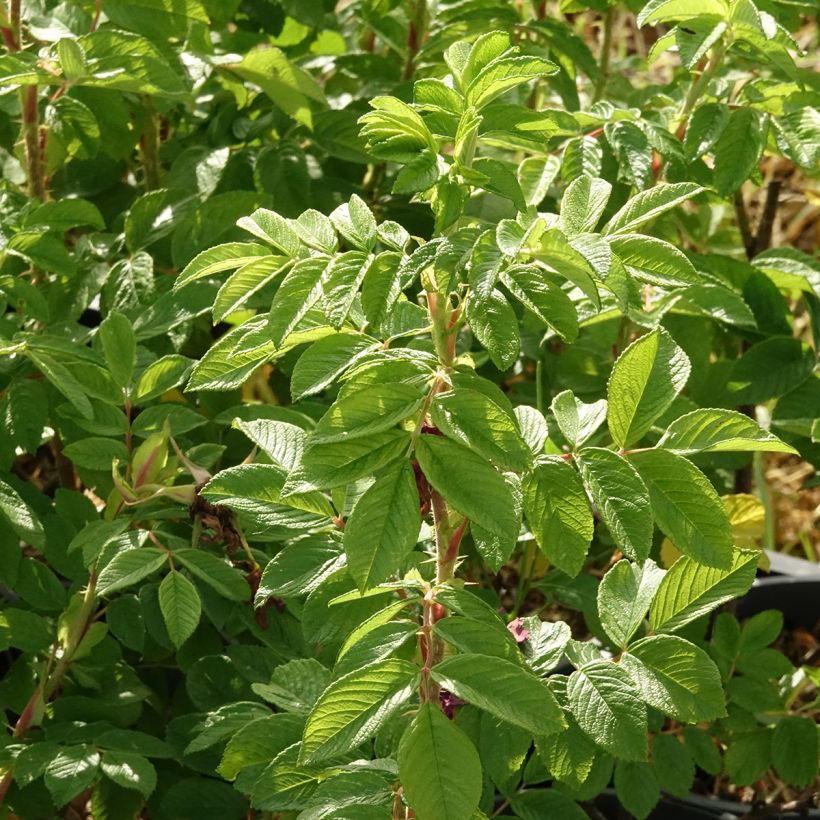Rosier rugosa Hansa (Feuillage)