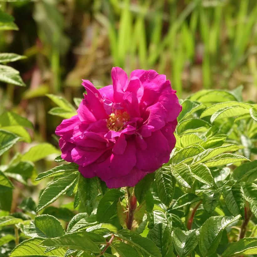 Rosier rugosa Hansa (Floraison)