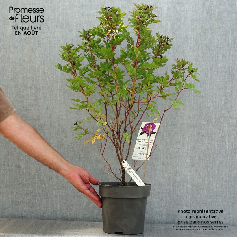 Spécimen de Rosier rugosa Jam-a-licious Pot de 4L/5L tel que livré en été