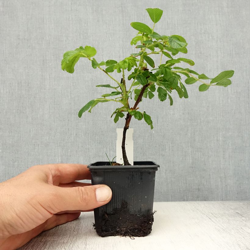 Spécimen de Rosier rugosa Pompom Perfume Godet de 8/9 cm tel que livré au printemps