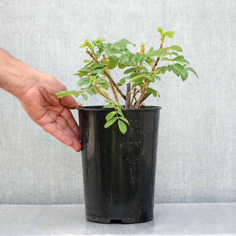 Spécimen de Rosier rugosa Roseraie de l'Haÿ Pot de 3L/4L, Qualité 2 branches tel que livré en été