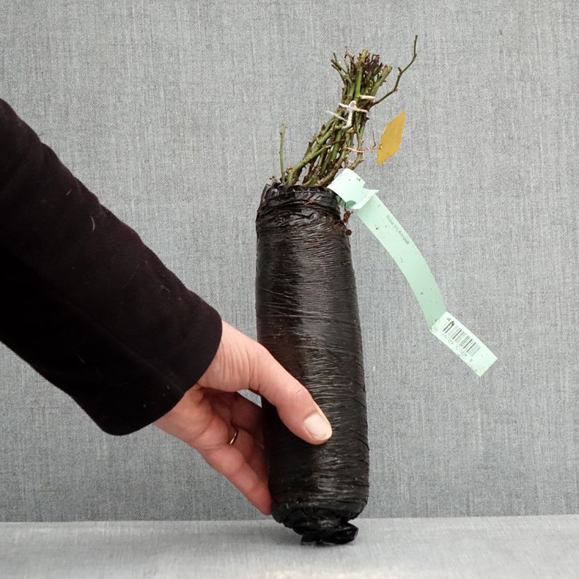 Spécimen de Rosier Sans Contraintes Knirps Racines nues en motte tel que livré en hiver