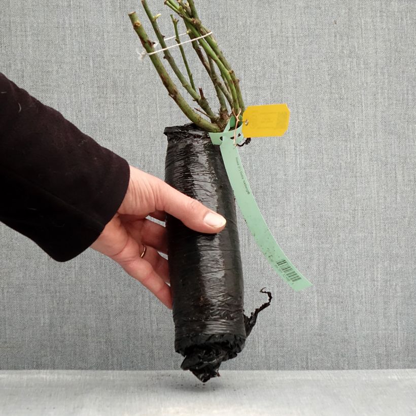 Example of Rosier Sans Contraintes Toscana / Gärtnerfreude Racines nues en motte as you get in hiver