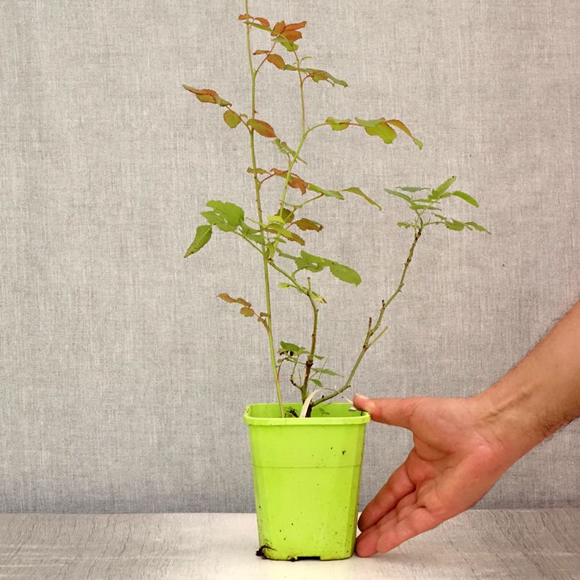 Spécimen de Rosier See You In Pink Pot de 3L/4L tel que livré en été
