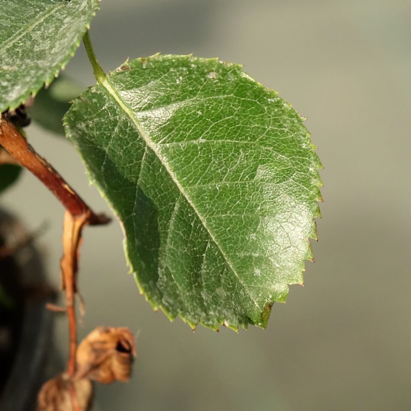 Rosier See You In Purple (Feuillage)