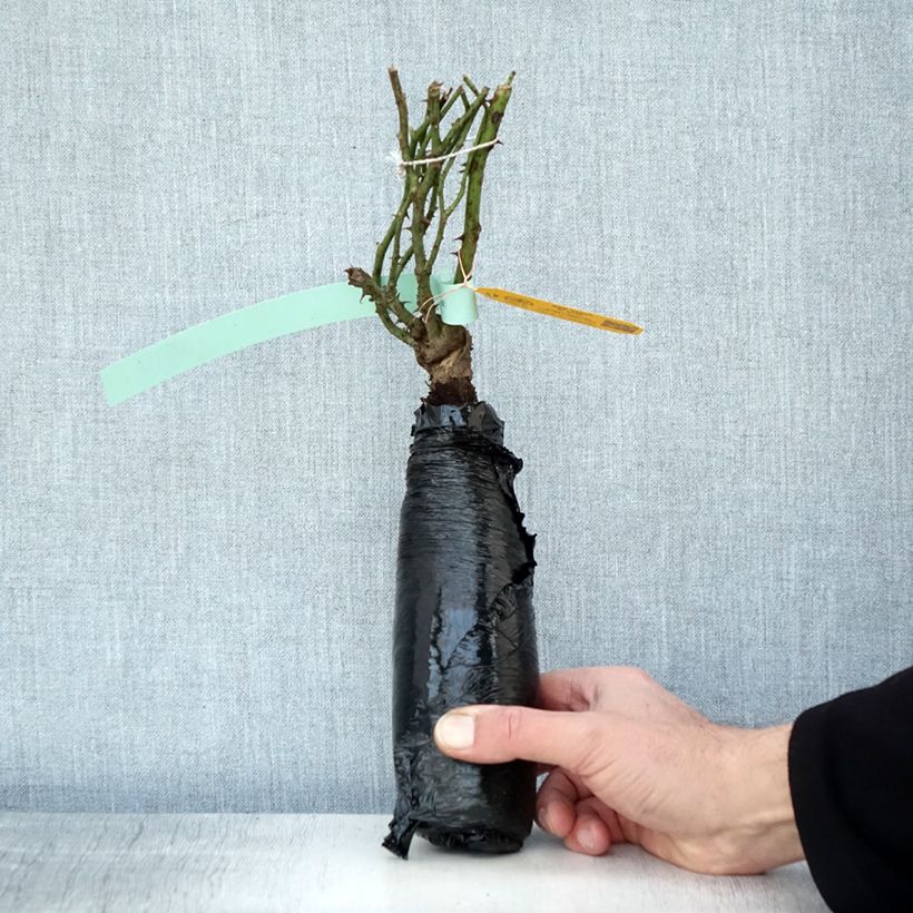 Spécimen de Rosier See You in rosé Racines nues en motte tel que livré en hiver