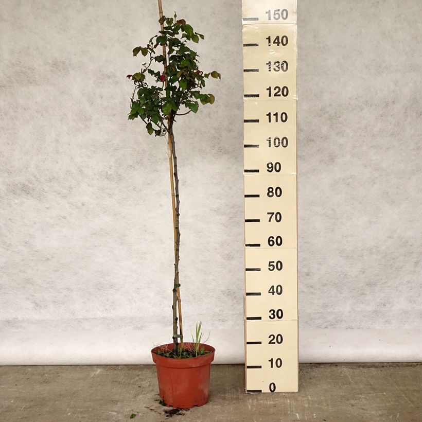 Example of Rosier Tige anglais David Austin Gabriel Oak  Pot de 4L/5L, Tige, Tige de 70/90 as you get in printemps