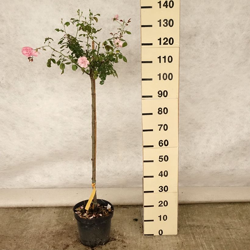 Spécimen de Rosier tige Bonica Pot de 7,5L/10L, Tige, Tige de 120/150 tel que livré en été