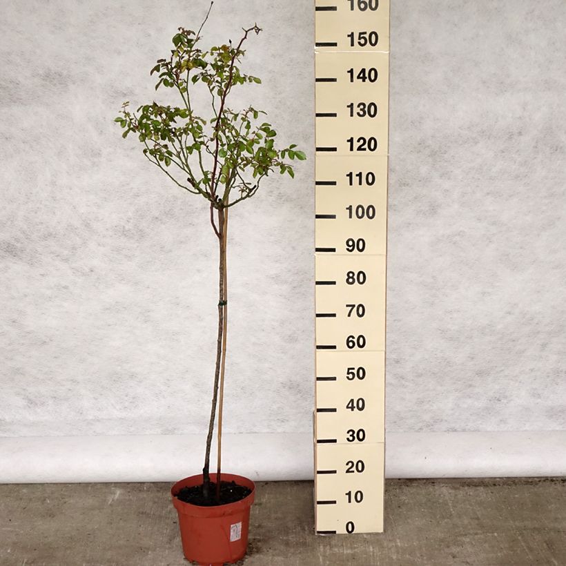 Spécimen de Rosier tige Bonica Pot de 7,5L/10L, Tige, Tige de 120/150 tel que livré au printemps