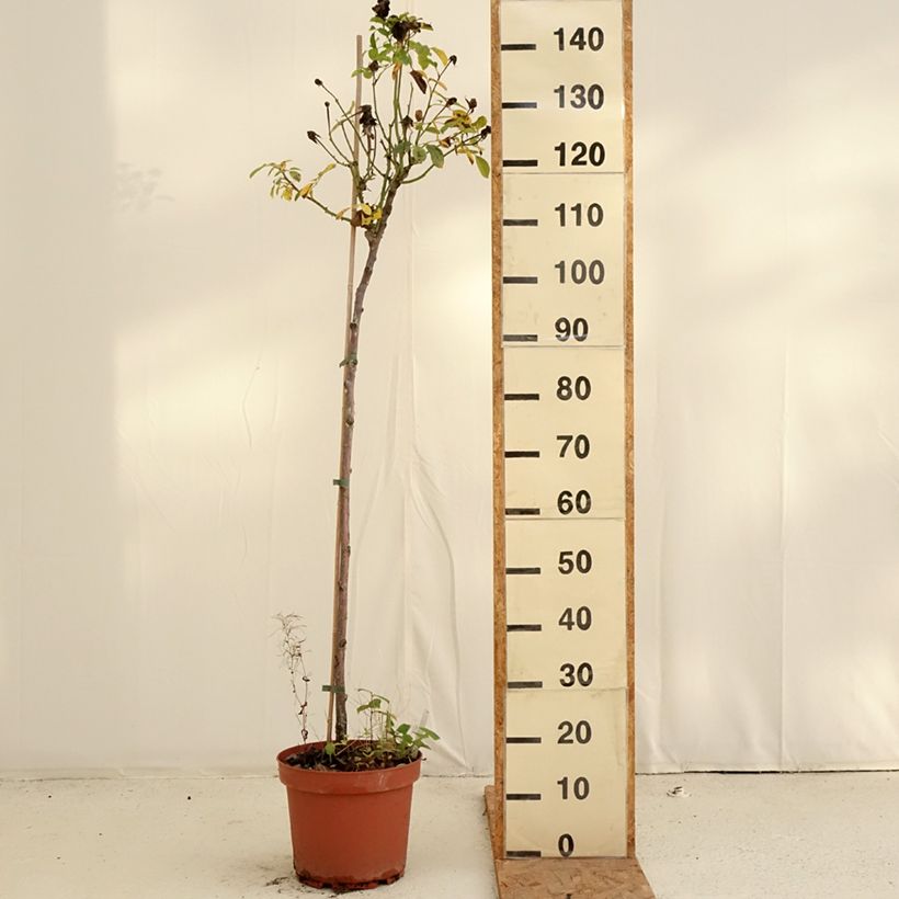 Spécimen de Rosier tige Côté jardin Pot de 7,5L/10L, Tige, Tige de 90/120 tel que livré en automne