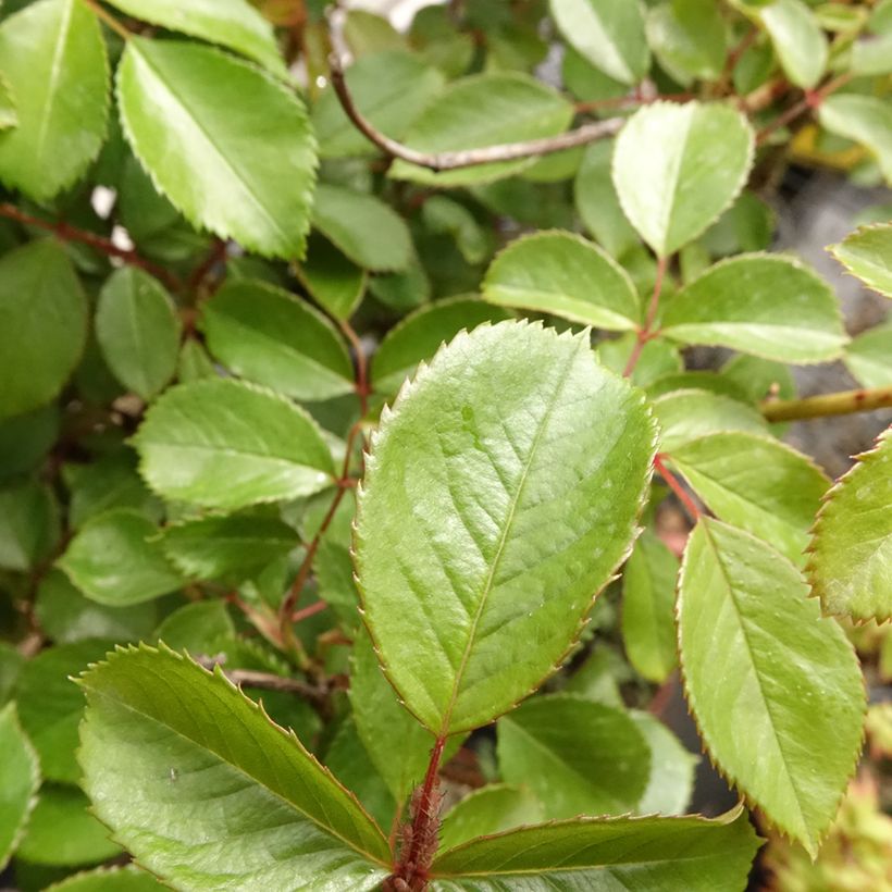 Rosier tige Côté jardin (Feuillage)