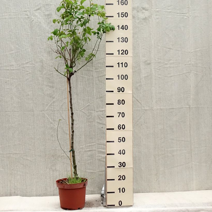 Example of Rosier Tige David Austin Claire Austin Pot de 7,5L/10L, Tige, Tige de 70/90 as you get in printemps