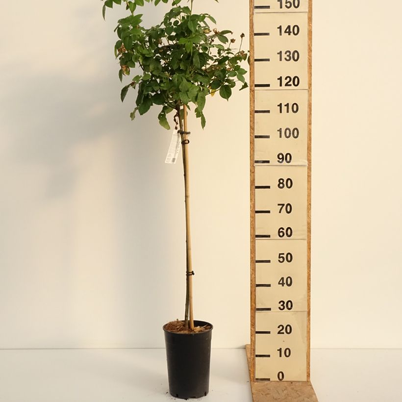 Spécimen de Rosier Tige David Austin Olivia Rose Austin Pot de 7,5L/10L, Tige, tige de 70/90cm tel que livré en été