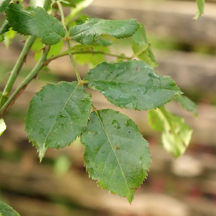 Rosier tige Decorosier Calizia (Feuillage)