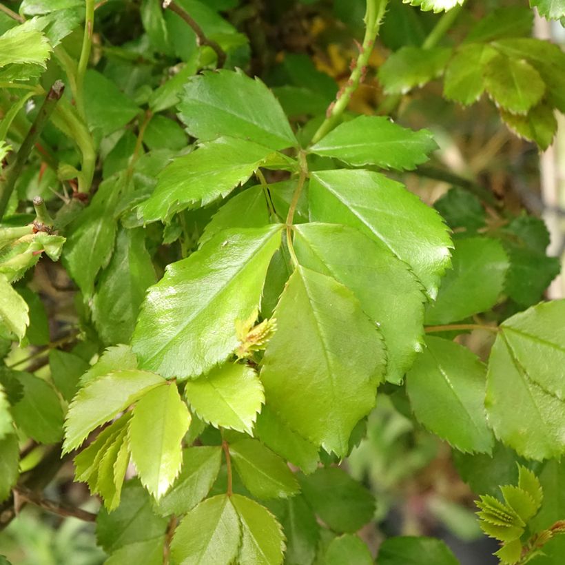 Rosier tige Decorosier Celina (Foliage)