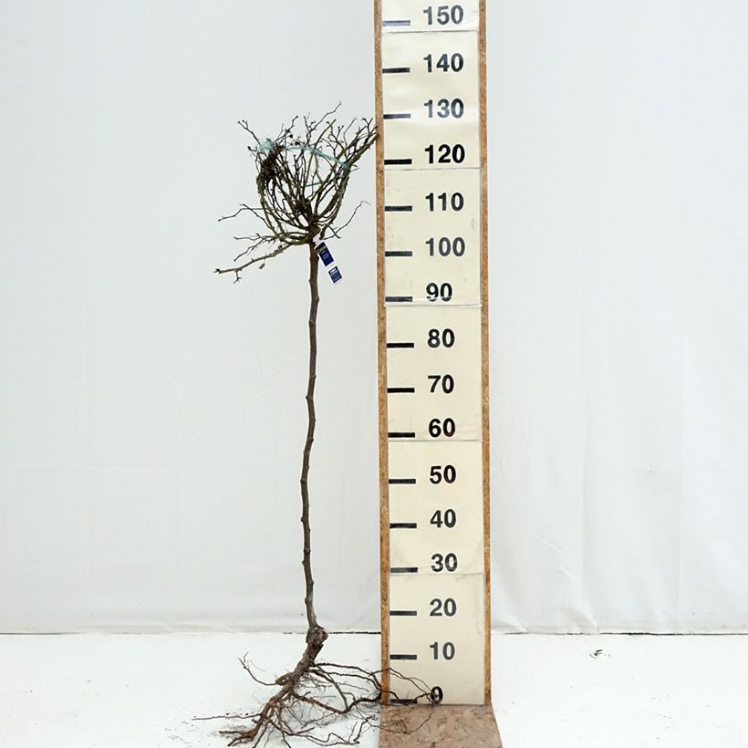 Example of Rosier tige Decorosier Celina Racines nues, Tige, Tige de 70/90 as you get in hiver