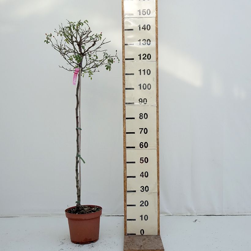 Spécimen de Rosier tige Decorosier Emera Pot de 7,5L/10L, Tige, Tige de 90/120 tel que livré en hiver