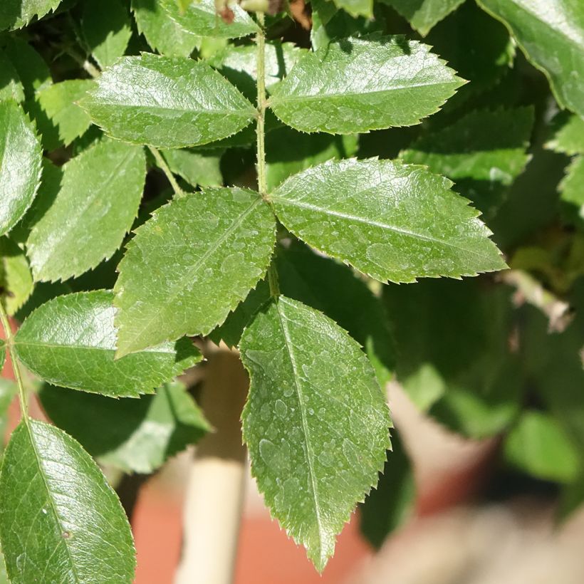 Rosier tige Decorosier Opalia (Foliage)