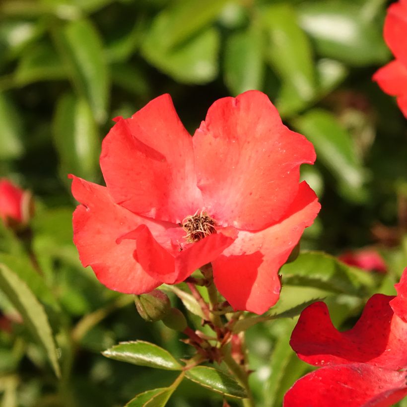 Rosier Tige Décorosiers Isalia (Floraison)