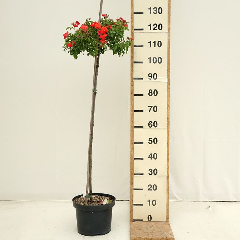 Spécimen de Rosier Tige Décorosiers Isalia Pot de 7,5L/10L, Tige, Tige de 70/90 tel que livré en été