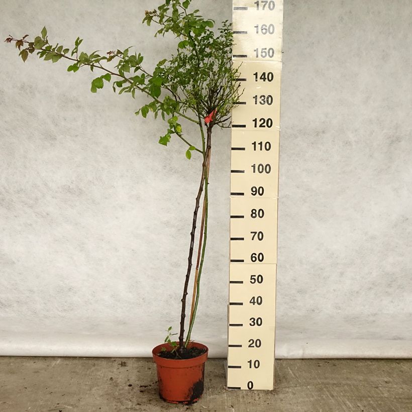Spécimen de Rosier Tige Décorosiers Isalia Pot de 7,5L/10L, Tige, Tige de 70/90 tel que livré au printemps