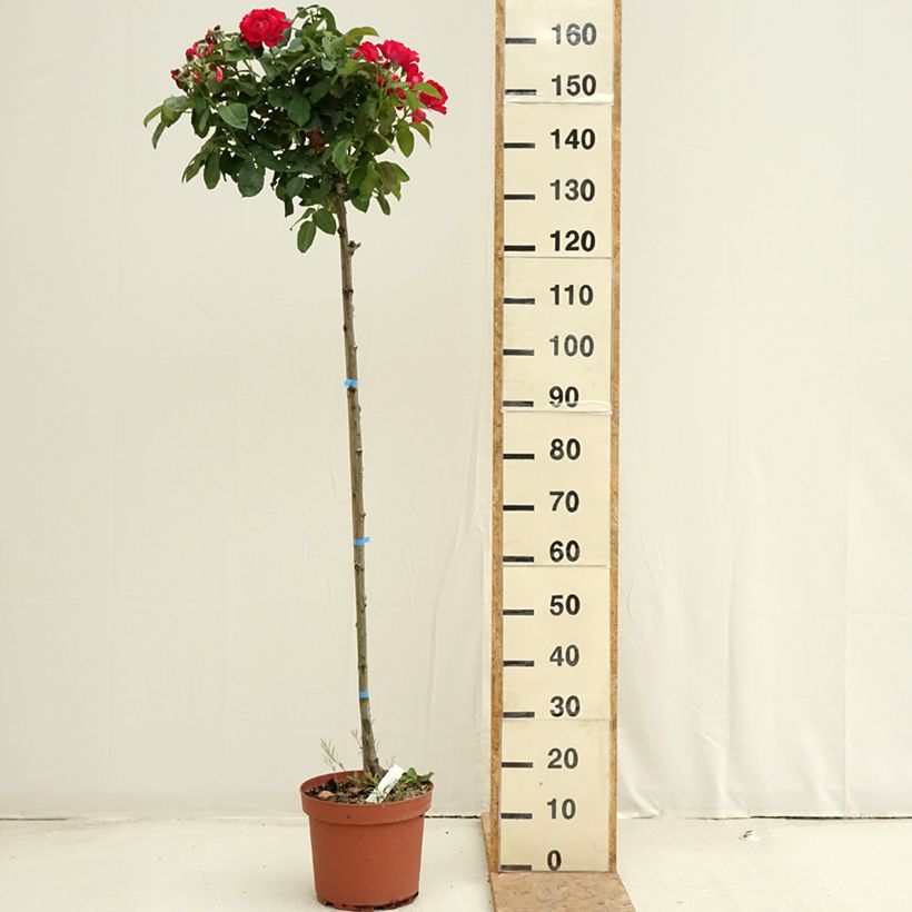 Spécimen de Rosier tige Dominica Intercomdoor  Pot de 7,5L/10L, Tige, Tige de 120/150 tel que livré en été