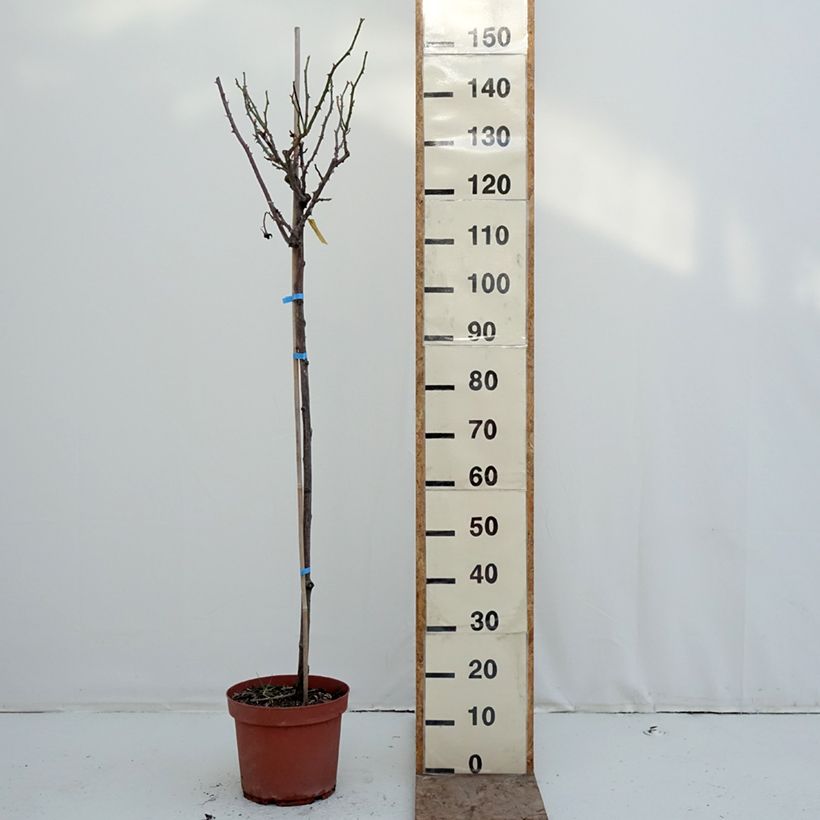 Example of Rosier tige Dominica Intercomdoor  Pot de 7,5L/10L, Tige, Tige de 120/150 as you get in hiver