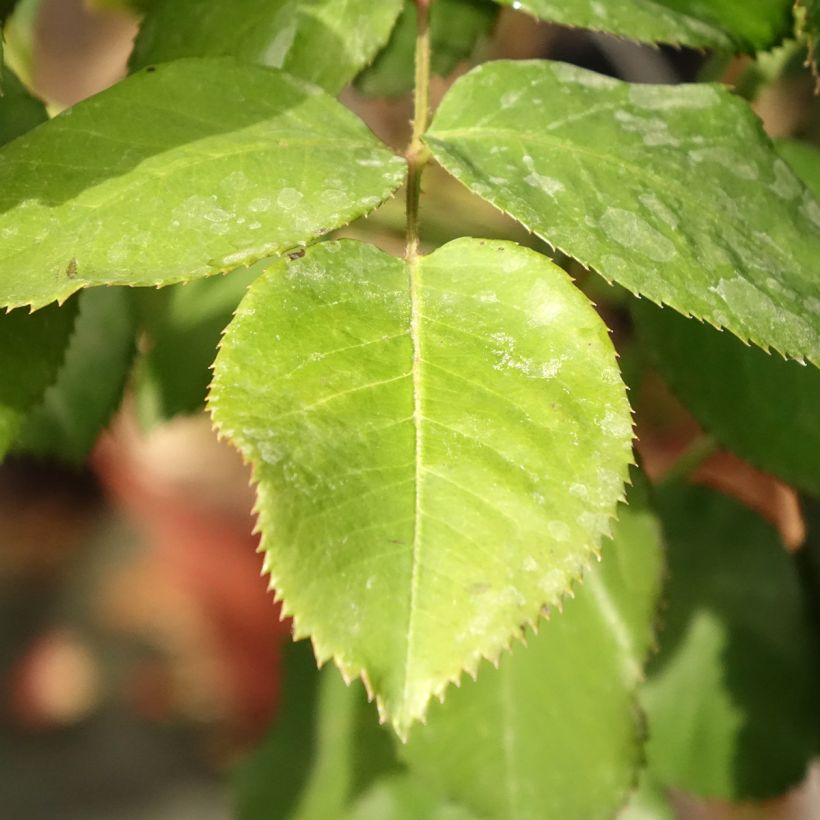 Rosier tige Dominica Intercomdoor  (Foliage)