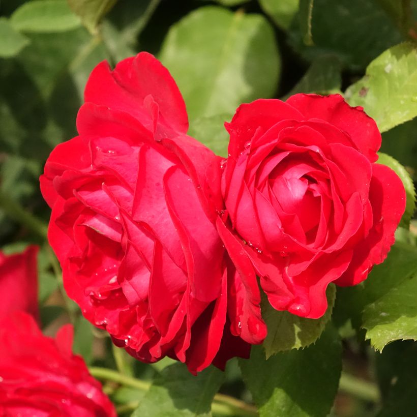 Rosier tige Dominica Intercomdoor  (Flowering)