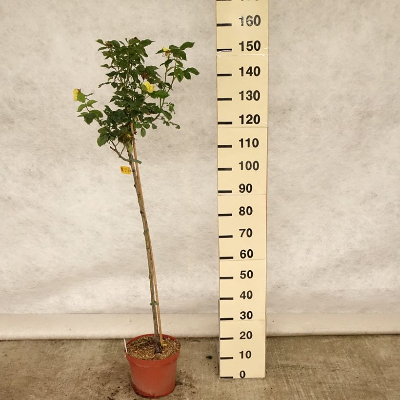 Spécimen de Rosier tige Friesia Pot de 7,5L/10L, Tige, Tige de 120/150 tel que livré en été
