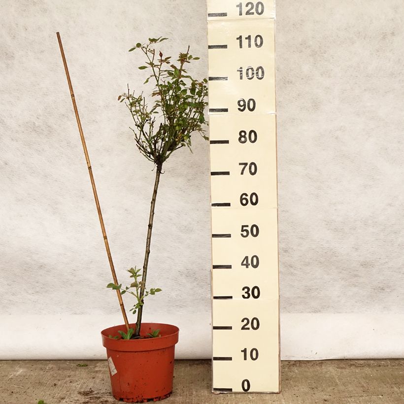 Example of Rosier tige Global Hit Pot de 4L/5L, Tige, Tige de 50/60 as you get in printemps