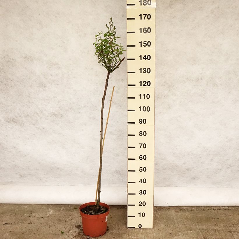 Spécimen de Rosier tige Guirlande d'Amour Pot de 7,5L/10L, Tige, Tige de 90/120 tel que livré au printemps