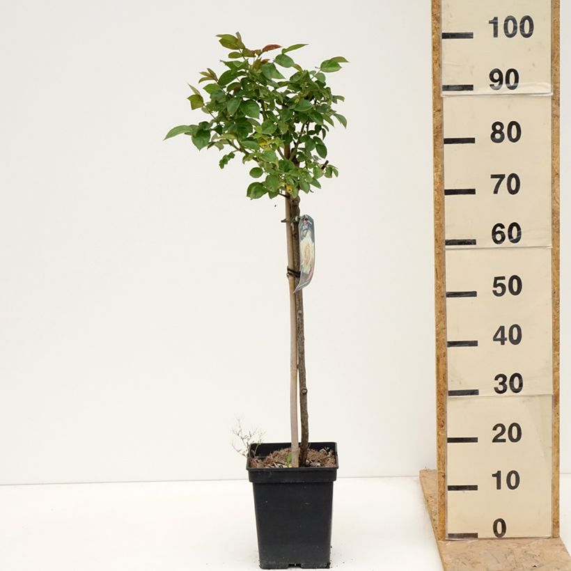 Spécimen de Rosier tige Hansestadt Rostock Pot de 4L/5L, Tige, Tige de 60/70 tel que livré au printemps