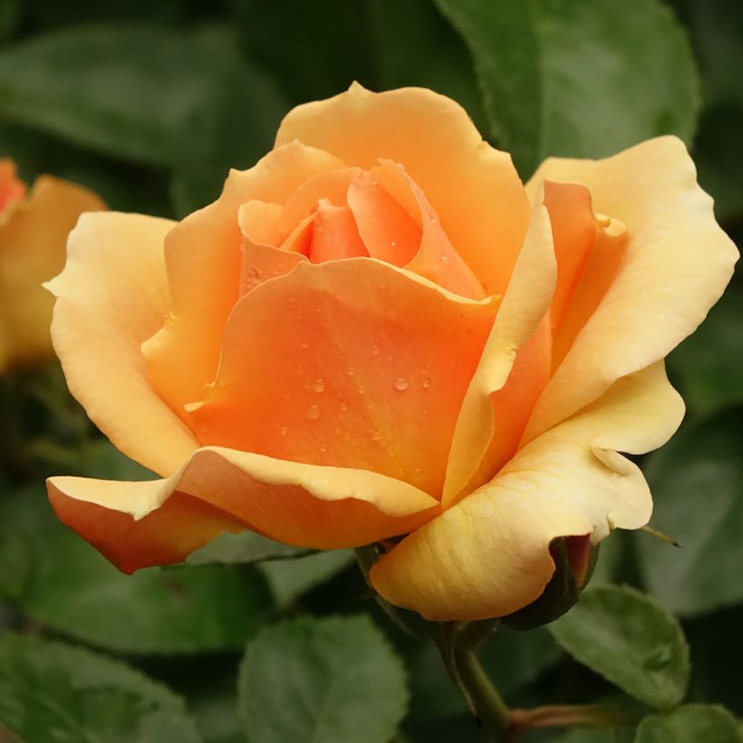 Rosier tige Hansestadt Rostock (Floraison)