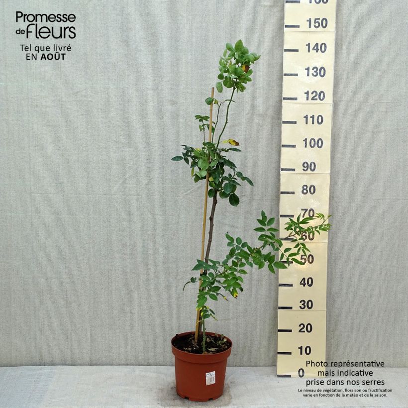 Spécimen de Rosier tige Heidi Klum  Pot de 7,5L/10L, Tige, Tige de 50/60 tel que livré en été