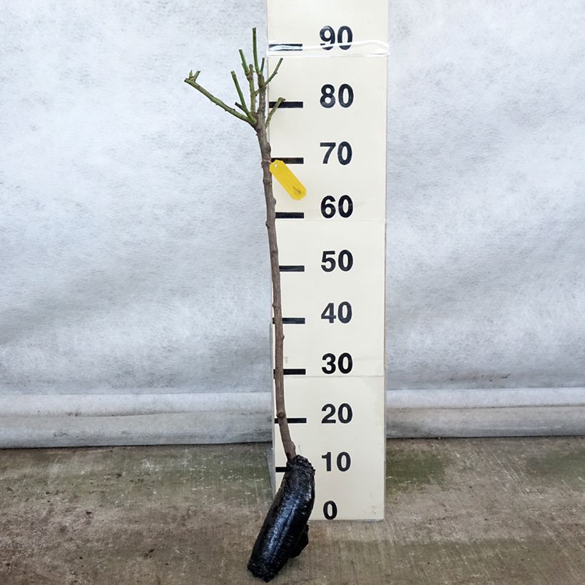 Example of Rosier tige Iceberg (Fée des neiges) Racines nues, Tige, Tige de 50/60 as you get in hiver