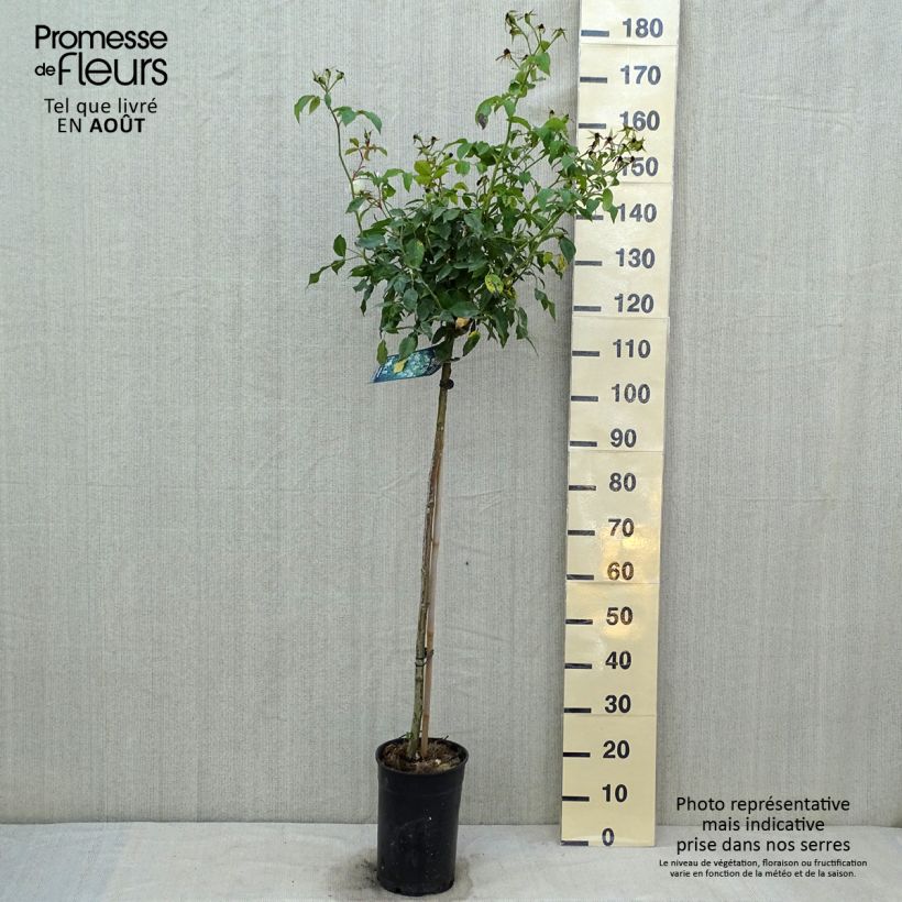 Spécimen de Rosier tige Iceberg (Fée des neiges) Pot de 7,5L/10L, Tige, Tige de 60/70 tel que livré en été