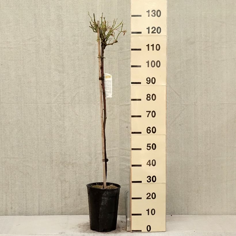 Example of Rosier tige Iceberg (Fée des neiges) Pot de 7,5L/10L, Tige, Tige de 60/70 as you get in printemps