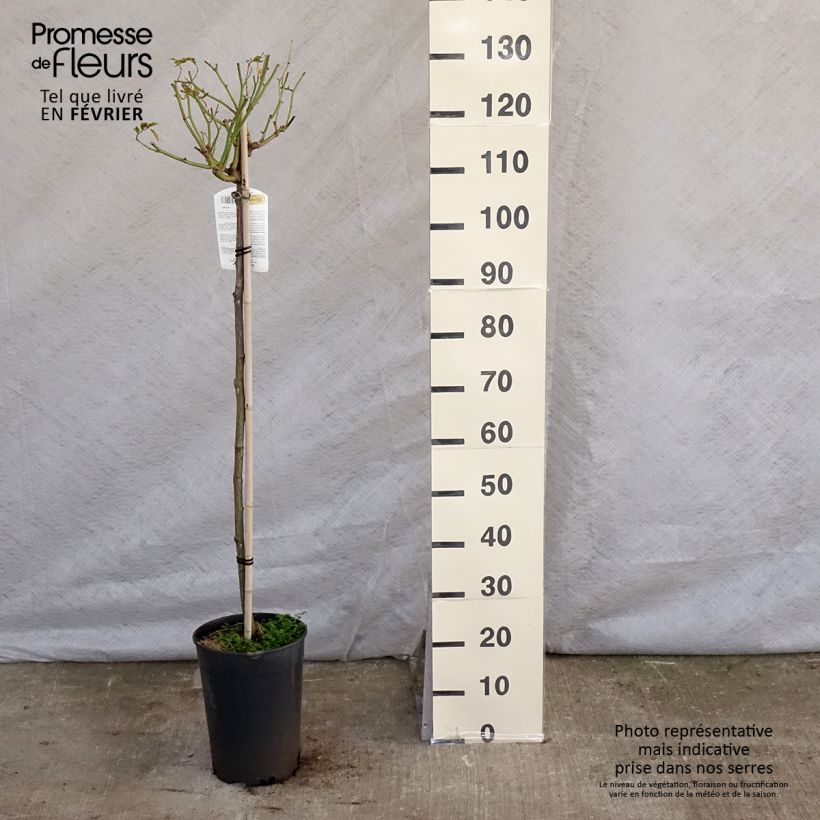 Example of Rosier tige Iceberg (Fée des neiges) Pot de 7,5L/10L, Tige, Tige de 90/120 as you get in hiver