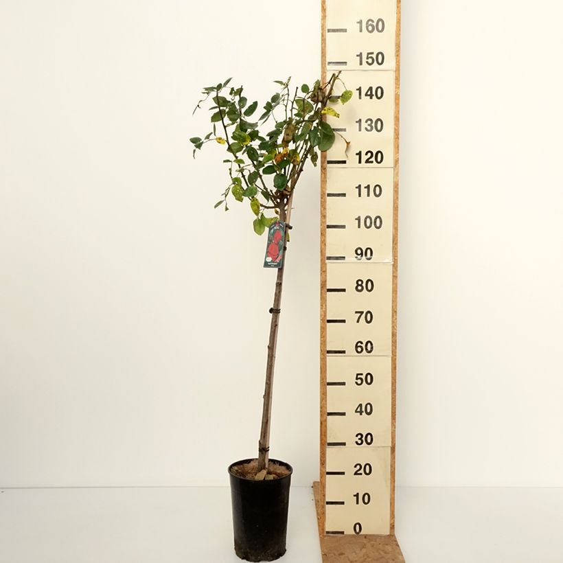 Spécimen de Rosier tige Ingrid Bergman Pot de 7,5L/10L, Tige, Tige de 120/150 tel que livré en automne