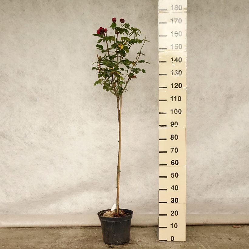 Spécimen de Rosier tige Ingrid Bergman Pot de 7,5L/10L, Tige, Tige de 120/150 tel que livré en été